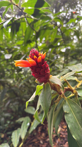 Costus montanus, photograph 2