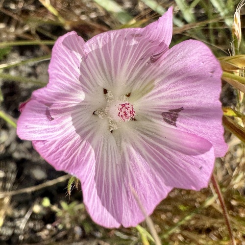 Sidalcea diploscypha, photograph 5