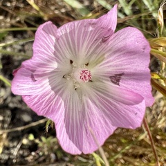 Sidalcea diploscypha, photograph (c) Karen Offereins, some rights reserved (CC BY)