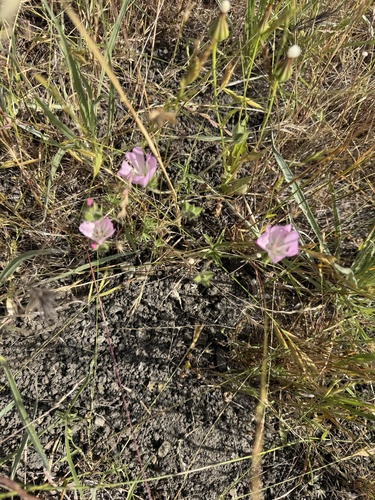 Sidalcea diploscypha, photograph 6