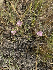 Sidalcea diploscypha, photograph (c) Karen Offereins, some rights reserved (CC BY)