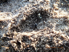 Coproporus ventriculus