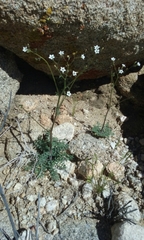Gilia stellata