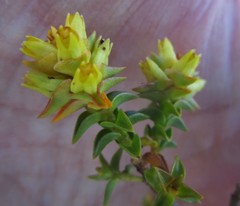 Penaea mucronata