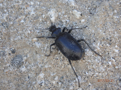 Calosoma peregrinator