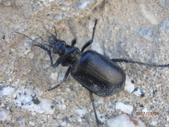 Calosoma peregrinator