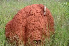 Podaxis beringamensis