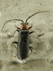Rhagonycha lineola