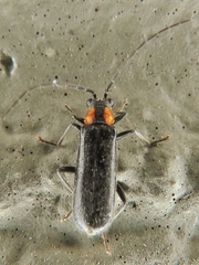 Rhagonycha lineola