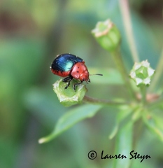Chrysolina confluens