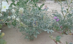 Astragalus lentiginosus borreganus