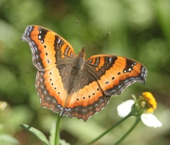 Precis ceryne ceryne