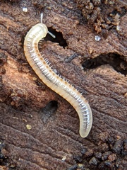 Cylindroiulus