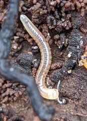 Cylindroiulus