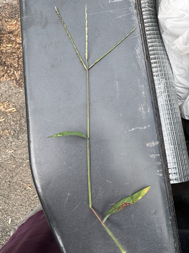 Digitaria ciliaris observed 2026-05-25