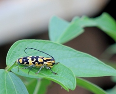 Tragocephala variegata