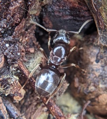 Lasius