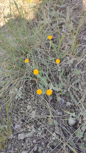 Tanacetum achilleifolium, photograph 3
