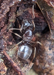 Lasius