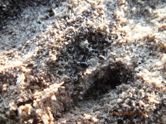 Coproporus ventriculus