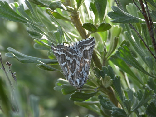 Sagebrush Girdle Moth