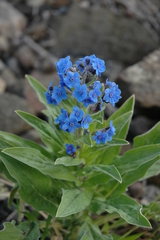 Cynoglossum cernuum