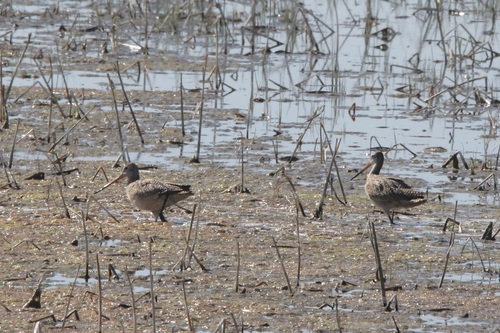 Marbled Godwit