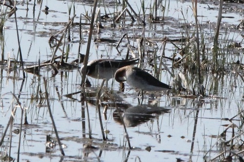 Wilson's Phalarope