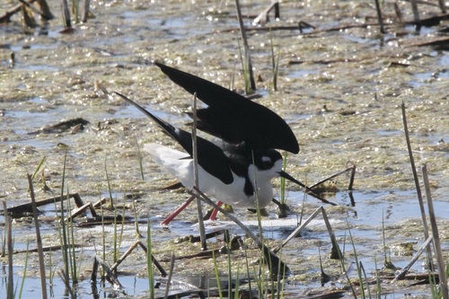 Black-necked Stilt