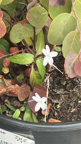 Pseuderanthemum, 2026-05-25