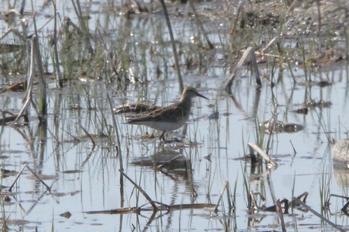 Pectoral Sandpiper