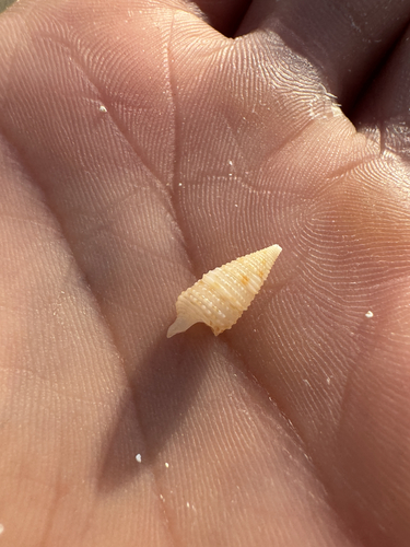Cerithium interstriatum observed 2026-05-25