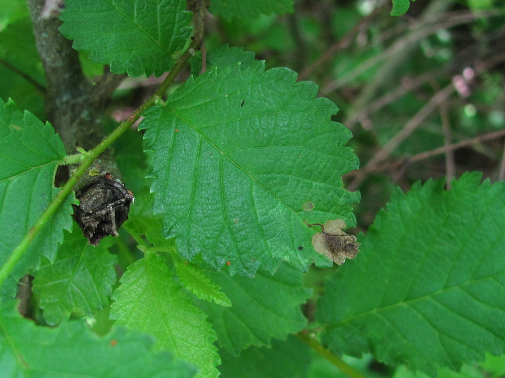 Ectoedemia preisseckeri