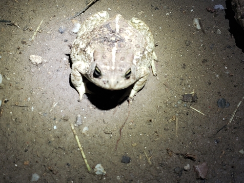 Woodhouse's Toad