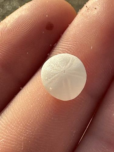 Fibularia, 2026-05-25
