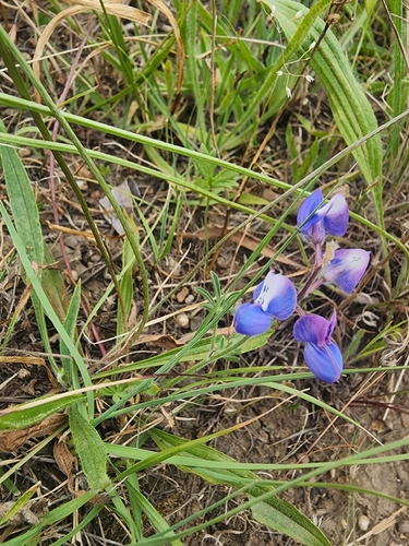 Lupinus nanus, photograph 2