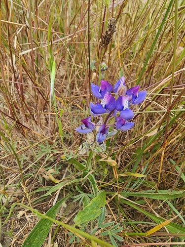 Lupinus nanus, photograph 1