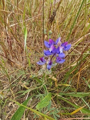 Lupinus nanus