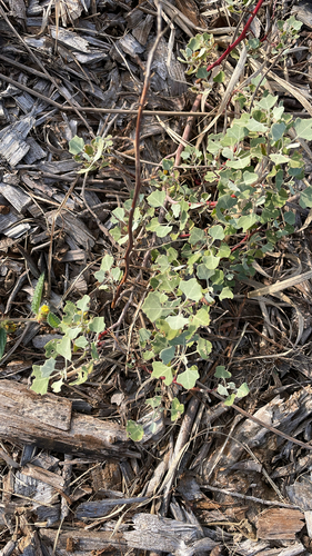 Chenopodium oahuense observed 2026-01-14