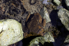 Bufo verrucosissimus