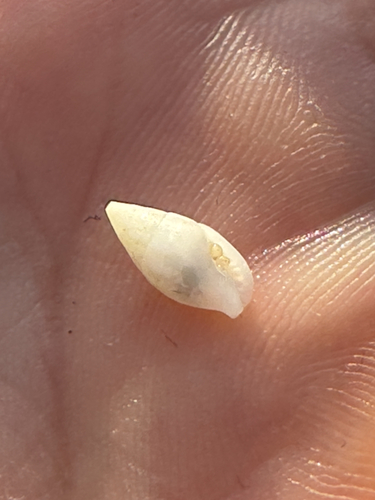 Mitrella margarita observed 2026-05-25