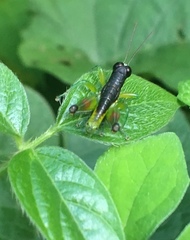 Liebermannacris dorsualis