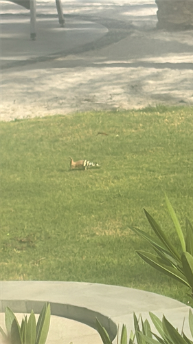 Common Hoopoe