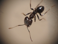Pheidole hirtula