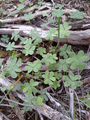 Bermuda buttercup