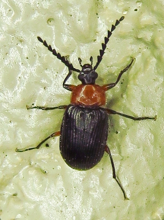 Gonoderina