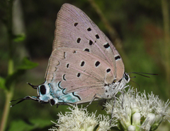 Pseudolycaena marsyas