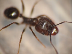 Pheidole hirtula