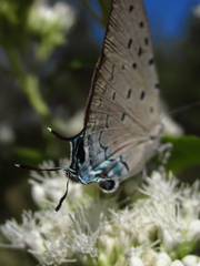 Pseudolycaena marsyas