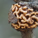 Pine-oak Gall Rust - Photo (c) ccgibbons, some rights reserved (CC BY-ND), uploaded by ccgibbons